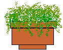 plant004.gif (1881 bytes)